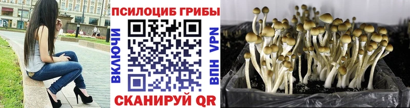 Купить закладки  Мглин  Галлюциногенные грибы GOLDEN TEACHER 